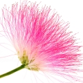 شکوفه درخت ابریشم Silk Tree Blossom